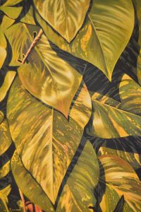 philadendron