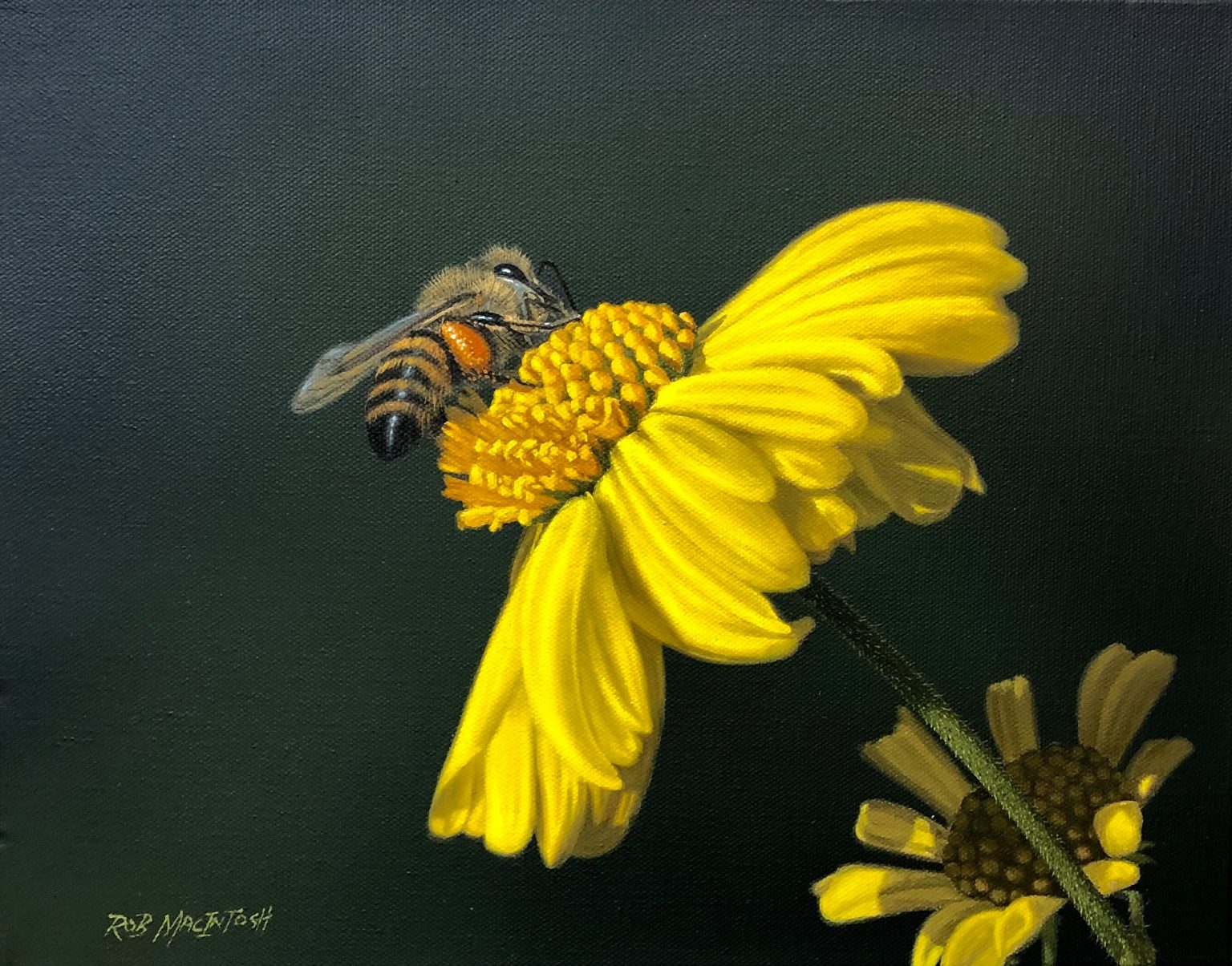 dandelion-friends-1-artisor