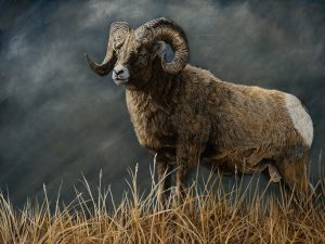 Lerwick Johanna Powerful Force   Bighorn Sheep