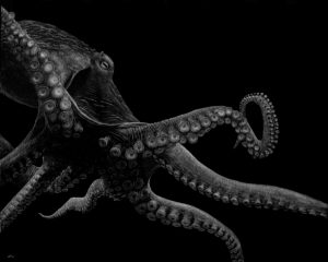 Ward pacific octopus