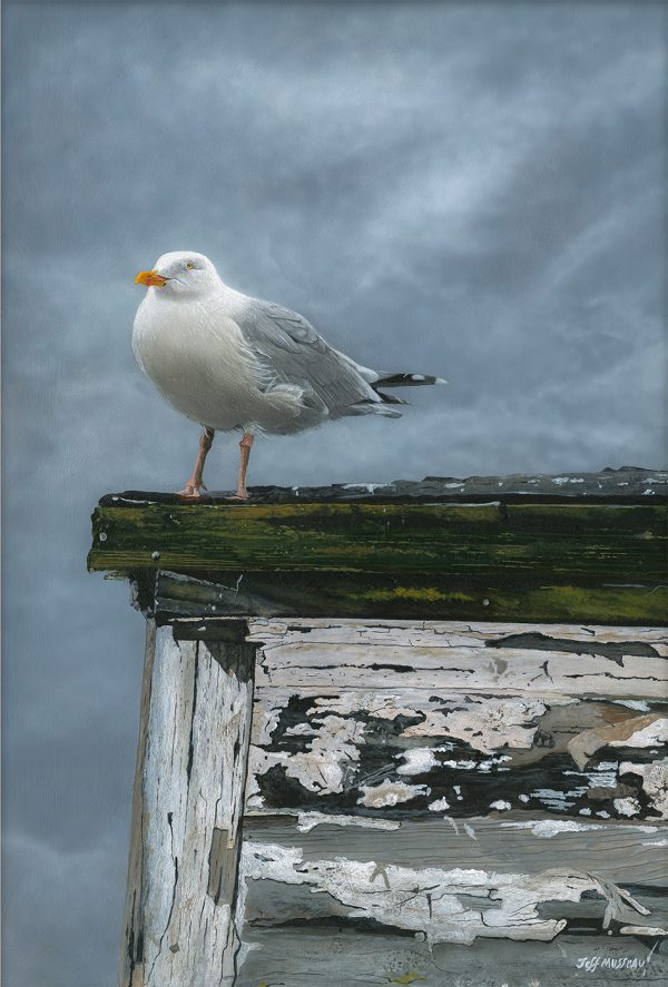 gull 1